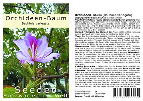 Seedeo® Orchideen - Baum (Bauhinia variegata) 10 Samen von Seedeo