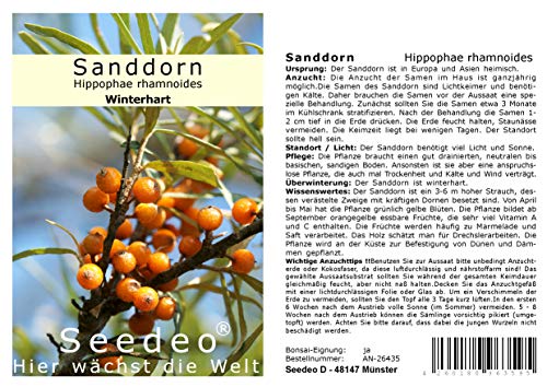 Seedeo® Sanddorn Hippophae rhamnoides 60 Samen von Seedeo