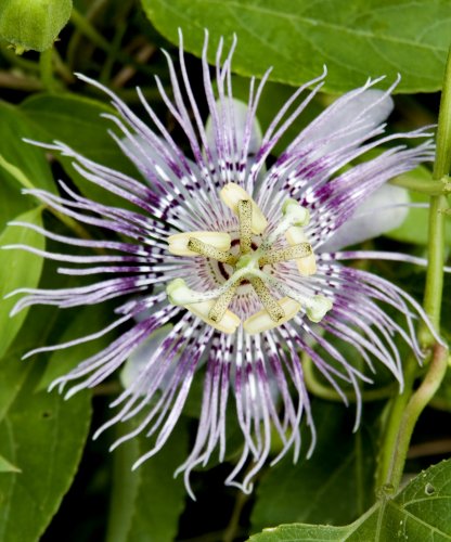 Seedeo Süße Grenadilla Passiflora ligularis 20 Samen von Seedeo