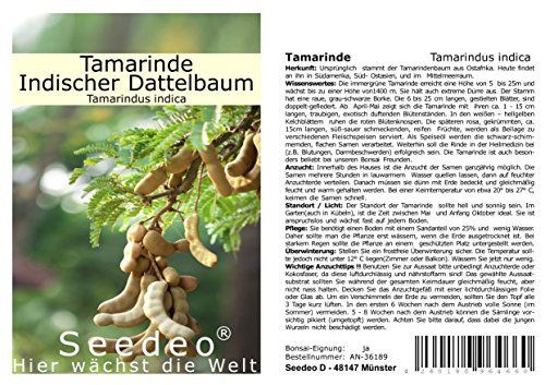 Seedeo® Tamarinde (Tamarindus indica) 6 Samen von Seedeo