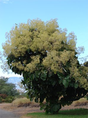 Seedeo Teakbaum (Tectona grandis) 10 Samen von Seedeo