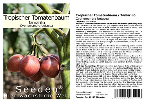 Seedeo Tropischer Tomatenbaum/Tamarillo (Cyphomandra betacea) 40 Samen von Seedeo
