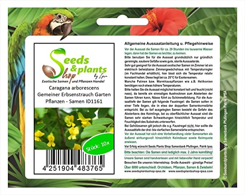 Stk - 10x Caragana arborescens Gemeiner Erbsenstrauch Garten Pflanzen - Samen ID1161 - Seeds & Plants Shop by Ipsa von Seeds & Plants Shop by Ipsa