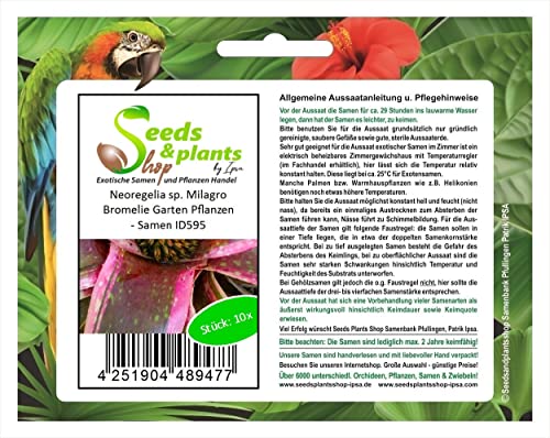 Stk - 10x Neoregelia sp. Milagro Bromelie Garten Pflanzen - Samen ID595 - Seeds & Plants Shop by Ipsa von Seeds & Plants Shop by Ipsa