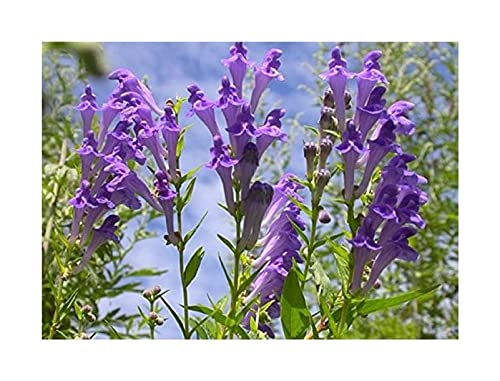 Stk - 40x Scutellaria Skullcap Baikal Suffrutescens Helmkraut Samen A353 - Seeds & Plants Shop by Ipsa von Seeds & Plants Shop by Ipsa