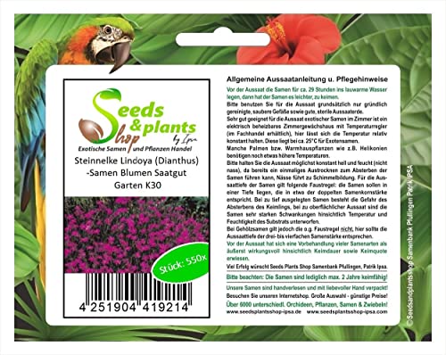 Stk - 550x Steinnelke Lindoya Dianthus deltoides erectus Saatgut Pflanzen - Samen K30 - Seeds & Plants Shop by Ipsa von Seeds & Plants Shop by Ipsa