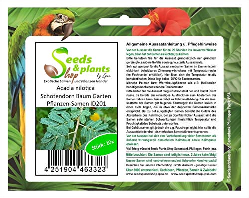 Stk - 10x Acacia nilotica Schotendorn Baum Garten Pflanzen-Samen ID201 - Seeds & Plants Shop by Ipsa von Seeds & Plants Shop by Ipsa