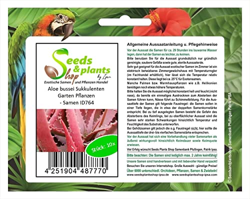 Stk - 10x Aloe bussei Sukkulenten Garten Pflanzen - Samen ID764 - Seeds & Plants Shop by Ipsa von Seeds & Plants Shop by Ipsa