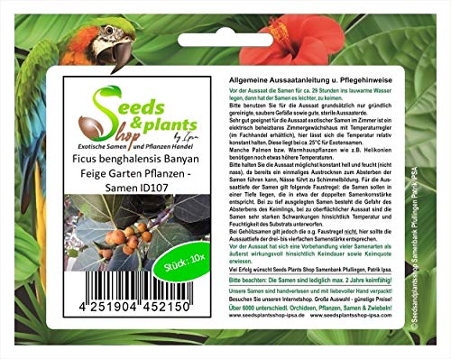 Stk - 10x Ficus benghalensis Bantam Baum Garten Pflanzen - Samen ID107 - Seeds & Plants Shop by Ipsa von Seeds & Plants Shop by Ipsa