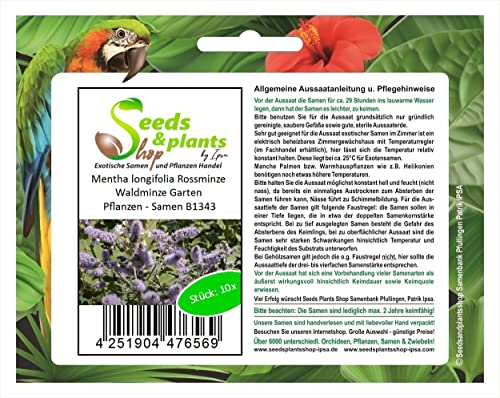 Stk - 10x Mentha longifolia Rossminze Waldminze Garten Pflanzen - Samen B1343 - Seeds & Plants Shop by Ipsa von Seeds & Plants Shop by Ipsa