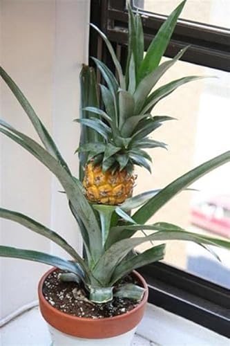 Stk - 10x Mini Ananas Comosus Zwergananas BABYANANAS Obst Samen A387 - Seeds & Plants Shop by Ipsa von Seeds & Plants Shop by Ipsa