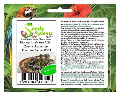 Stk - 10x Titanopsis calcarea fulleri Zwergsukkulenten Pflanzen - Samen B363 - Seeds & Plants Shop by Ipsa von Seeds & Plants Shop by Ipsa