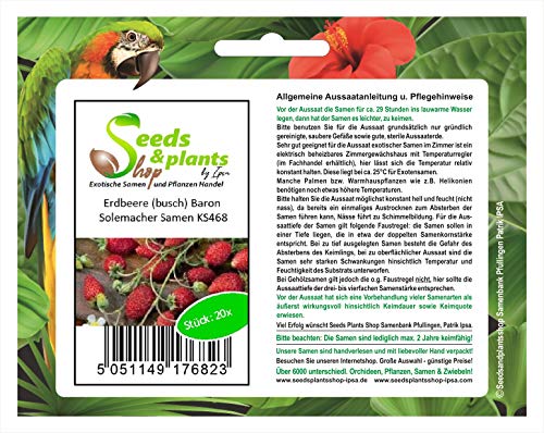 Stk - 20x Erdbeere busch Baron Solemacher - Samen Obst Frucht Garten KS468 - Seeds & Plants Shop by Ipsa von Seeds & Plants Shop by Ipsa