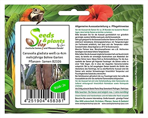 Stk - 2x Canavalia gladiata weiß ca 4cm mehrjährige Bohne Garten Pflanzen- Samen B2326 - Seeds & Plants Shop by Ipsa von Seeds & Plants Shop by Ipsa