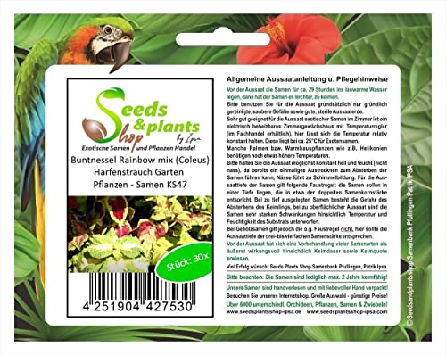Stk - 30x Buntnessel Rainbow mix (Coleus) Harfenstrauch Garten Pflanzen - Samen KS47 - Seeds & Plants Shop by Ipsa von Seeds & Plants Shop by Ipsa