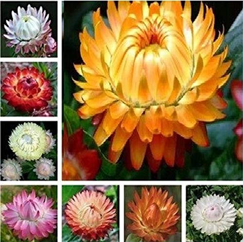 Stk - 30x Helichrysum F1 Mix Blume Pflanzen - Samen A187 - Seeds & Plants Shop by Ipsa von Seeds & Plants Shop by Ipsa