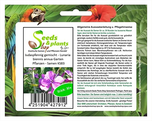 Stk - 30x Judaspfennig gemischt - Lunaria biennis annua Garten Pflanzen - Samen KS83 - Seeds & Plants Shop by Ipsa von Seeds & Plants Shop by Ipsa