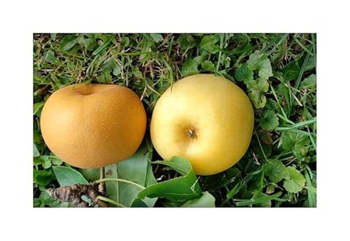 Stk - 3x Pyrus pyrifolia Nashi Apfel Birne Kumoi frucht Garten Pflanzen - Samen A442 - Seeds & Plants Shop by Ipsa von Seeds & Plants Shop by Ipsa