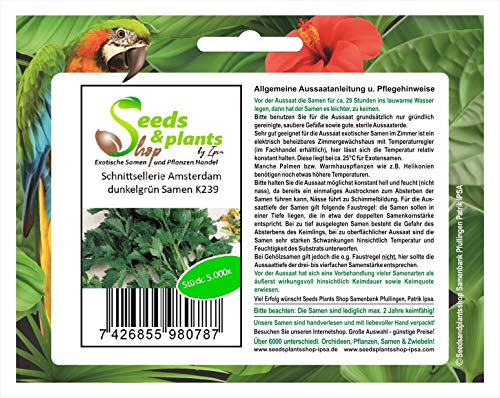 Stk - 5000x Schnittsellerie Amsterdam dunkelgrün Saatgut Garten Pflanzen - Samen K239 - Seeds & Plants Shop by Ipsa von Seeds & Plants Shop by Ipsa