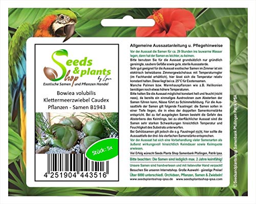 Stk - 5x Bowiea volubilis Klettermeerzwiebel Caudex Pflanzen - Samen B1943 - Seeds & Plants Shop by Ipsa von Seeds & Plants Shop by Ipsa