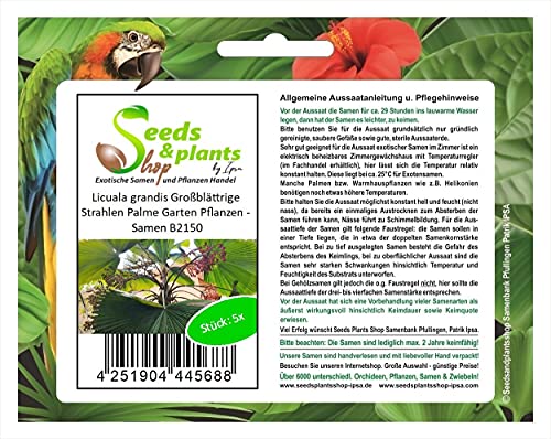 Stk - 5x Licuala grandis Großblättrige Strahlen Palme Garten Pflanzen - Samen B2150 - Seeds & Plants Shop by Ipsa von Seeds & Plants Shop by Ipsa