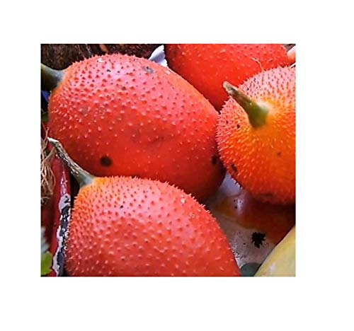 Stk - 5x Momordica cochinchinensis Baby Jackfrucht Obst Pflanzen - Samen B1772 - Seeds & Plants Shop by Ipsa von Seeds & Plants Shop by Ipsa