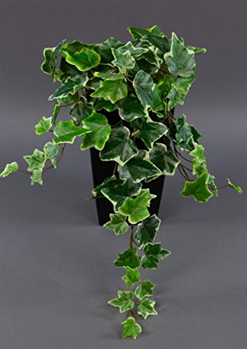 Seidenblumen Roß Efeubusch Real Touch Kusntpflanzen künstliches Efeu Efeuranke (55cm, Grün-Weiß) von Seidenblumen Roß