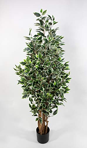 Ficus Nitida 150cm grün-weiß LA Kunstbaum Dekobaum Kunstpflanzen künstlicher Baum Pflanzen von Seidenblumen Roß