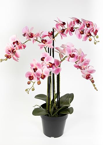 Orchidee 80x50cm Real Touch rosa-weiß CG künstliche Orchideen Blumen Kunstpflanzen Kunstblumen von Seidenblumen Roß