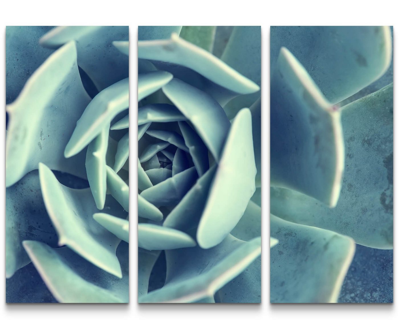 Sinus Art Leinwandbild Kaktus Nahaufnahme - Leinwandbild von Sinus Art