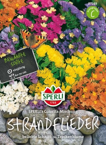 Strandflieder (Statice) Bunte Mischung von Sperli