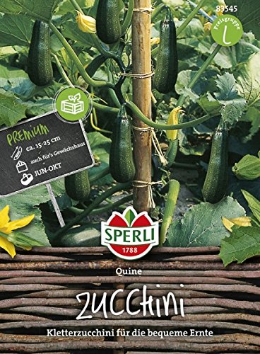 Zucchini, Quine, Cucurbita pepo von Sperli
