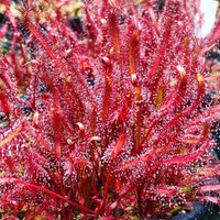 Roter Sonnentau - Drosera Capensis Red-Leaf Seltene Fleischfressende Tierart von StargazerExotics