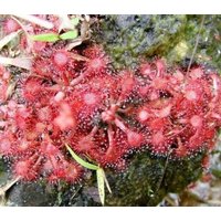 Zwerg-Sonnentau - Drosera Brevifolia Seltene Fleischfressende Tierart von StargazerExotics