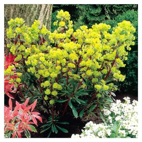 1 x Euphorbia amygdaloides 'Purpurea' (Stauden/Staude/Mehrjährig/Winterhart) Rotblättrige Wolfsmilch - Bringt tollen Farbkontrast in ihren Garten - von Stauden Gänge von Stauden Gänge