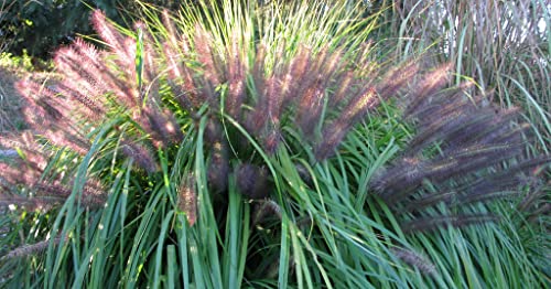 1 x Pennisetum alopecuroides 'Redborn‘ XXL Topf (Ziergras/Gräser/Stauden/Winterhart) Rotes Lampenputzergras SCHÖNHEIT 5 Liter Topf von Stauden Gänge