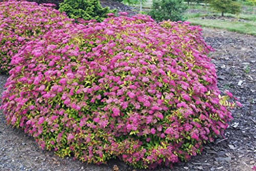 1 x Spiraea japonica 'AnthonyWaterer' (Rote Sommerspiere) BLÜHENDE HECKE ab 0,99 € pro Stück von Stauden Gänge