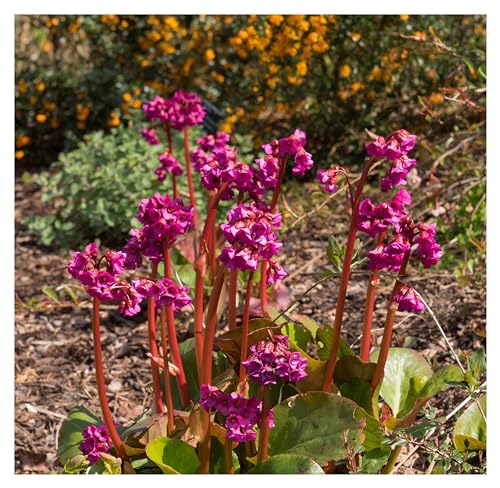 10 x Bergenia cordifolia ‚Eroica' (Winterhart/Stauden/Staude/Mehrjährig/Bodendecker) Bergenie - tolle Blattschmuckstaude - sehr Bienenfreundlich - Pflegeleicht - von Stauden Gänge von Stauden Gänge