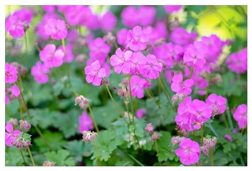 10 x Geranium cantabrigiense 'Karmina' (Winterhart/Stauden/Staude/Mehrjährig/Immergrün) Cambridge Storchschnabel/Storchenschnabel - toller Bodendecker - Sehr Bienenfreundlich - von Stauden Gänge von Stauden Gänge