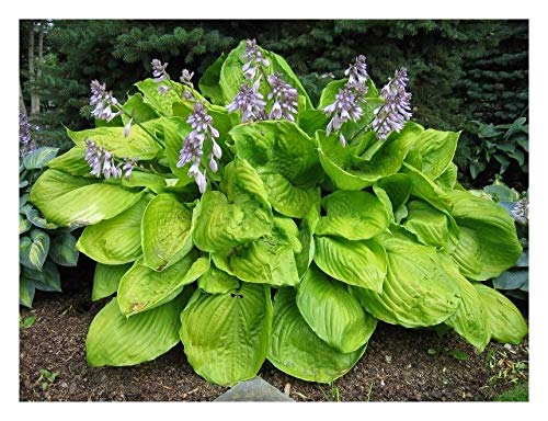 10 x Hosta cultorum 'Sum and Substance' 1 Liter (Funkie, Herzblatt-Lilie) von Stauden Gänge