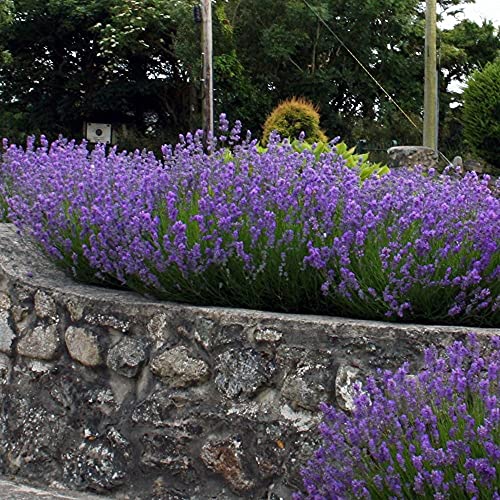 10 x Lavandula angustifolia ‚Munstead' (Lavendel) !!!Stecklingsvermehrt!!! von Stauden Gänge