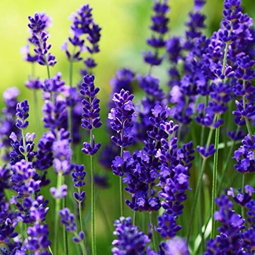 10 x Lavandula angustifolia 'Ellagance Purple' (Lavendel) !!!Stecklingsvermehrt!!! von Stauden Gänge