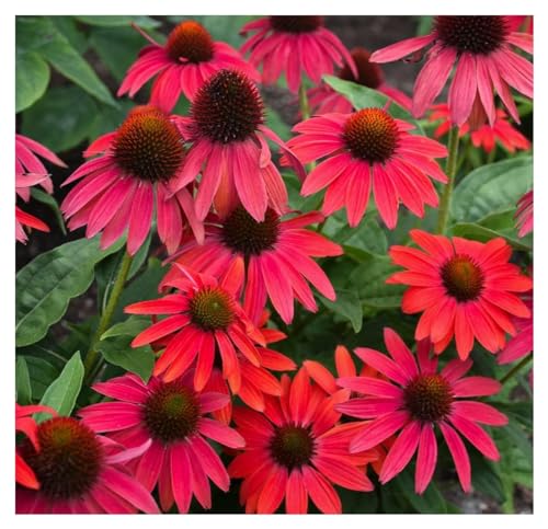 3 x Echinacea purpurea ‚Lakota Red' (Staude/Mehrjährig/Winterhart) Scheinsonnenhut Rot - Tolle leuchtende Blüten - Sehr Bienen und Insektenfreundlich - extrem Pflegeleicht - Sehr wertvolle Staude von Stauden Gänge