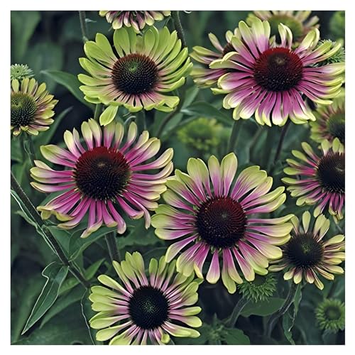 3 x Echinacea purpurea ‚Green Twister' (Stauden/Staude/Mehrjährig/Winterhart) Bunt Grüner Purpursonnenhut Scheinsonnenhut - sehr Insekten- und Bienenfreundlich - von Stauden Gänge von Stauden Gänge