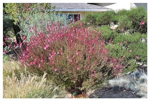 3 x Gaura lindheimeri 'Siskiyou Pink‘ (Stauden/Staude/Winterhart/Mehrjährig) Prachtkerze Rosa - Dauerblüher - Sehr bienenfreundlich - für alle Insekten sehr wertvoll - von Stauden Gänge von Stauden Gänge