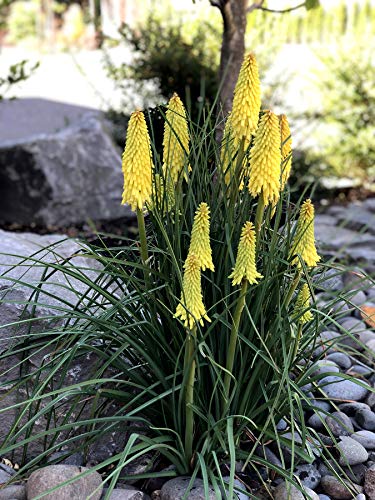 3 x Kniphofia ‘Lemon Popsicle’ (Winterhart/Staude) Fackellilie Tritome von Stauden Gänge