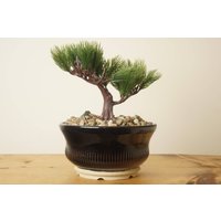 Bonsai Topf. Schwarze Bonsaischale. Handgemachte Scheibe Studiokeramik. G456B von StevaCeramics