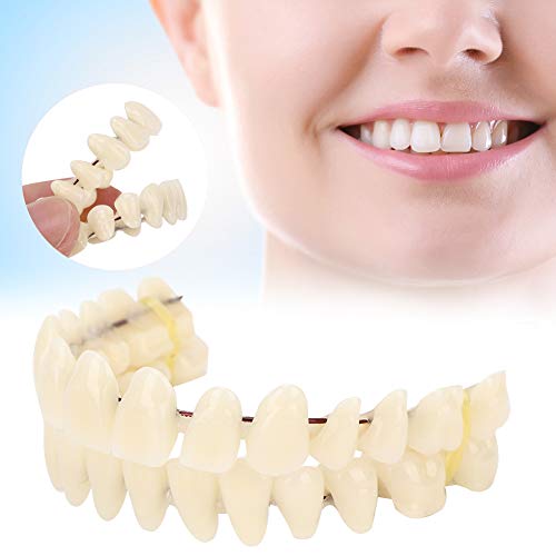 10-teiliges Harzprothesen-Zahnzahn-Lehrmodell, Standard-Zahnmodell, Unterrichtsmaterial, Standard-Demonstrationszahnmodell für Erwachsene von TMISHION