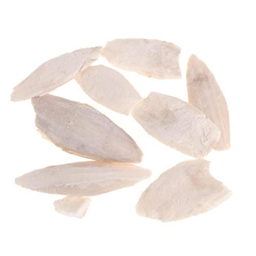 TOSSPER 1 Bag Cuttlebone Cuttlefish Bone Birds Papageien Kauspielzeug Vögel Kauen Spielzeug Natürliche Kuschelknochen Für Papageien Käfig Vögel Reptilien Schildkröten Schnecke von TOSSPER