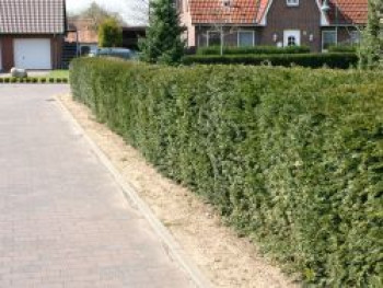 Eibe, 100-125 cm, Taxus baccata, Containerware von Taxus baccata